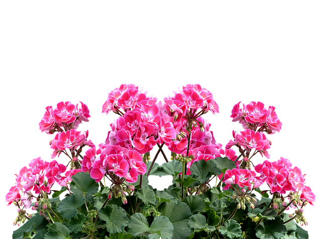 Sådan forvandler du din altan til en grøn oase