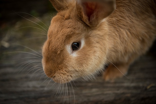 Indretning af kaninhuset: Skab et hyggeligt og stimulerende miljø for din kanin